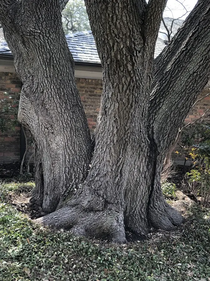 Mature heritage tree close to a Delta property cared for by certified arborists
